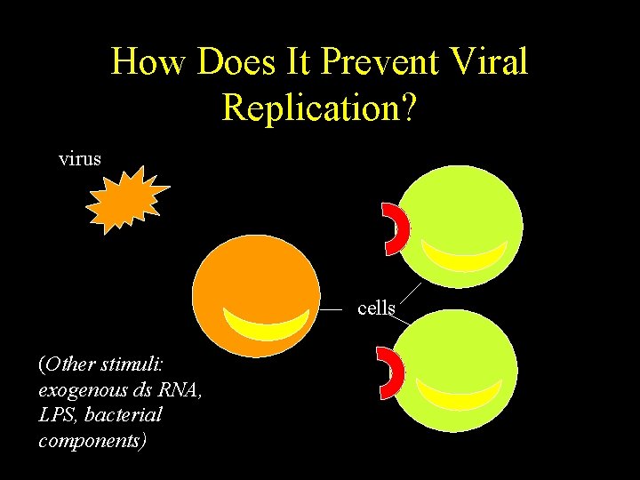 How Does It Prevent Viral Replication? virus cells (Other stimuli: exogenous ds RNA, LPS,
