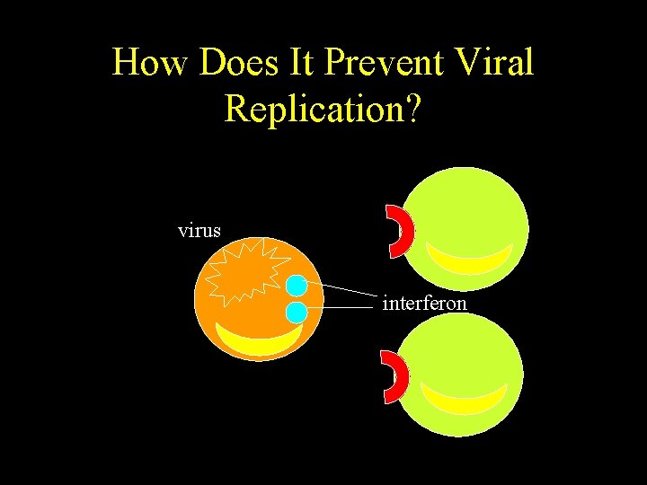 How Does It Prevent Viral Replication? virus interferon 