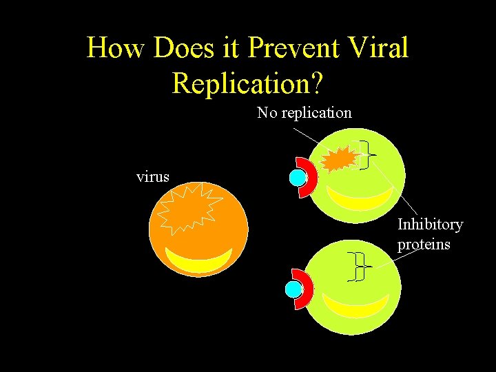 How Does it Prevent Viral Replication? No replication virus Inhibitory proteins How Does it Prevent Viral Replication? No replication virus Inhibitory proteins