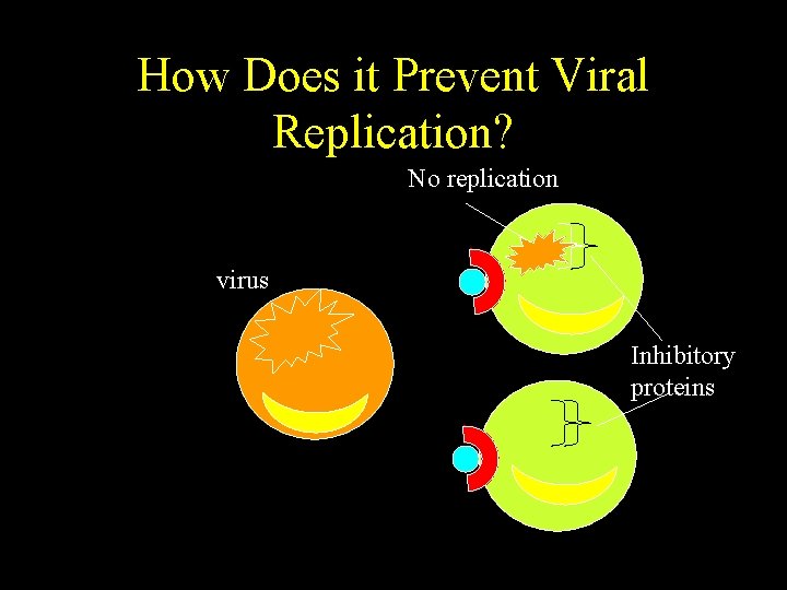 How Does it Prevent Viral Replication? No replication virus Inhibitory proteins 