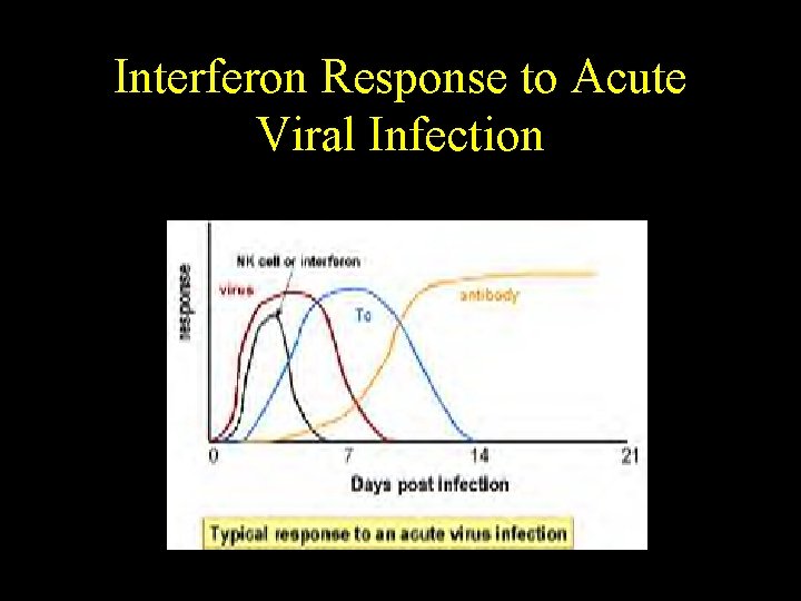 Interferon Response to Acute Viral Infection 