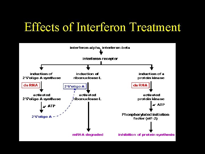 Effects of Interferon Treatment 
