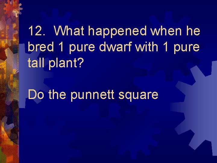 12. What happened when he bred 1 pure dwarf with 1 pure tall plant?