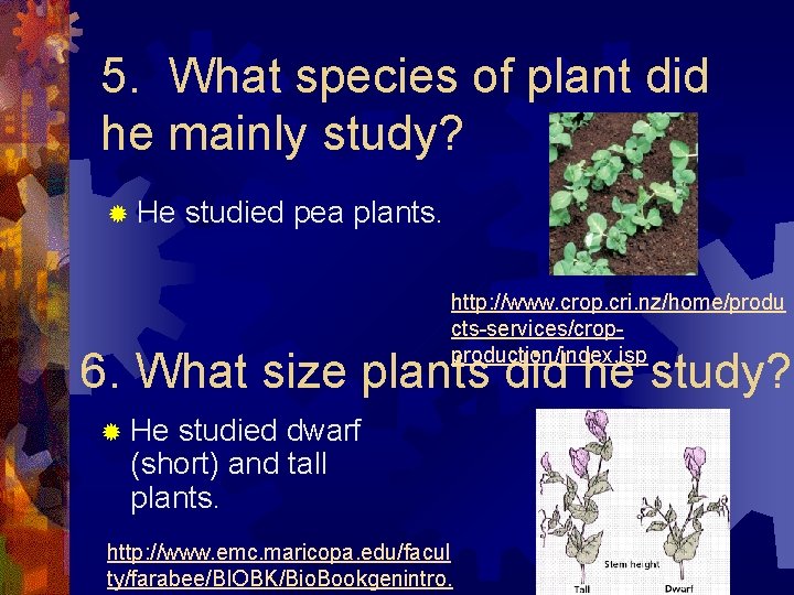 5. What species of plant did he mainly study? ® He studied pea plants.