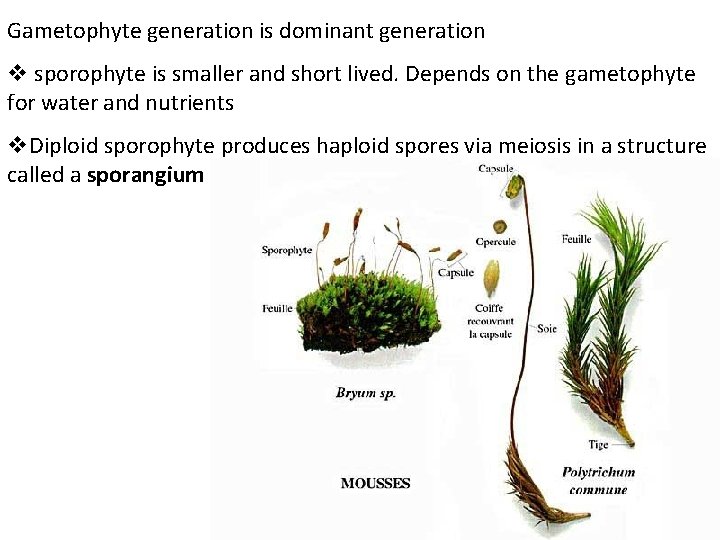 Gametophyte generation is dominant generation v sporophyte is smaller and short lived. Depends on