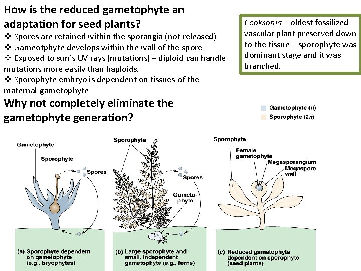 How is the reduced gametophyte an adaptation for seed plants? v Spores are retained
