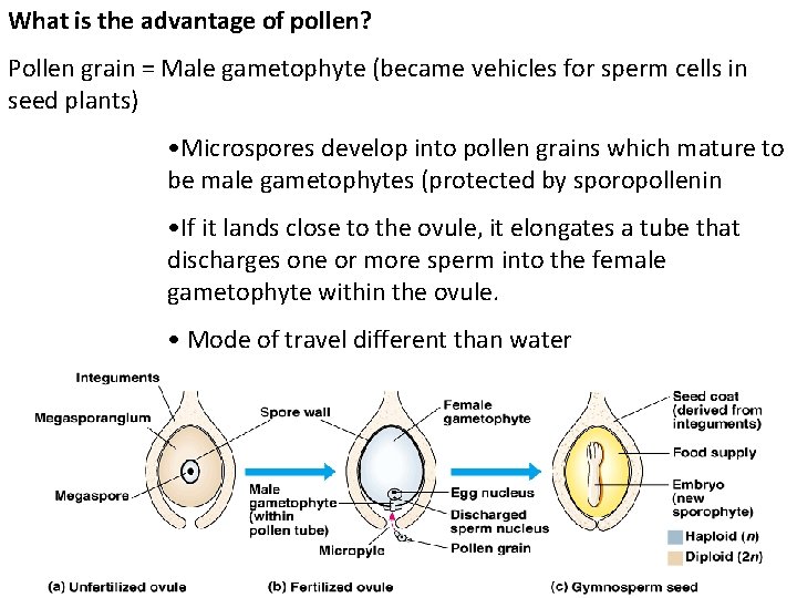 What is the advantage of pollen? Pollen grain = Male gametophyte (became vehicles for