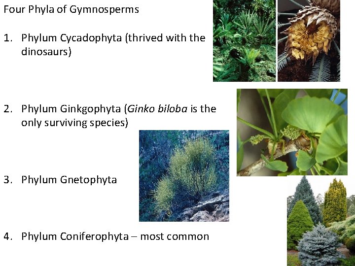 Four Phyla of Gymnosperms 1. Phylum Cycadophyta (thrived with the dinosaurs) 2. Phylum Ginkgophyta