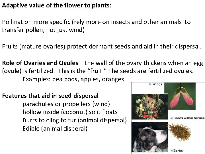 Adaptive value of the flower to plants: Pollination more specific (rely more on insects