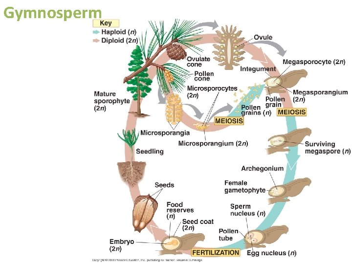 Gymnosperm 