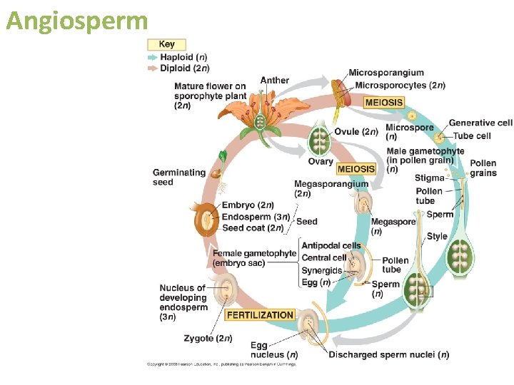 Angiosperm 