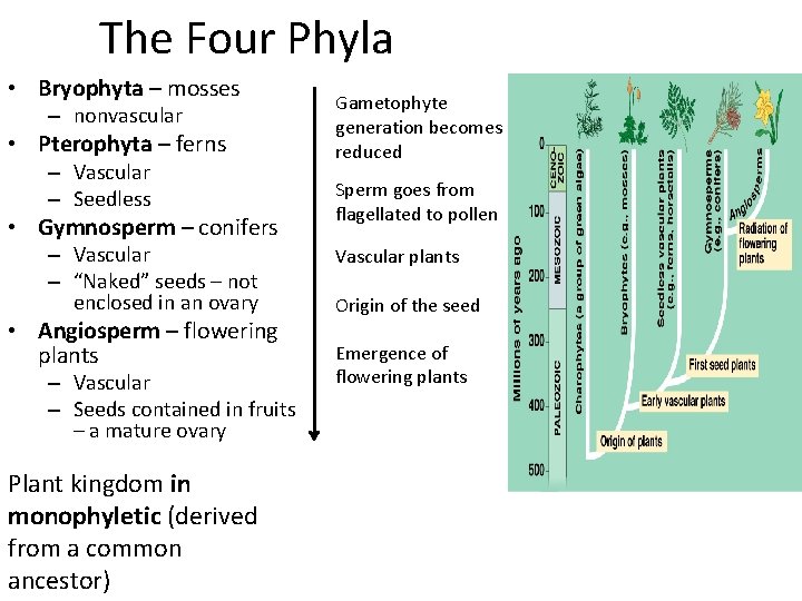 The Four Phyla • Bryophyta – mosses – nonvascular • Pterophyta – ferns –