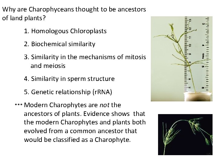 Why are Charophyceans thought to be ancestors of land plants? 1. Homologous Chloroplasts 2.