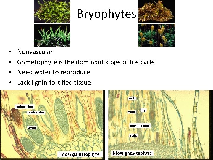 Bryophytes • • Nonvascular Gametophyte is the dominant stage of life cycle Need water