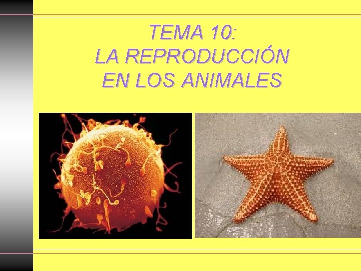TEMA 10: LA REPRODUCCIÓN EN LOS ANIMALES TEMA 10: LA REPRODUCCIÓN EN LOS ANIMALES