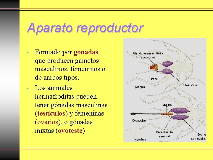 Aparato reproductor • • Formado por gónadas, que producen gametos masculinos, femeninos o de Aparato reproductor • • Formado por gónadas, que producen gametos masculinos, femeninos o de
