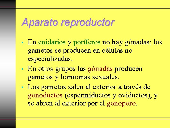 Aparato reproductor • • • En cnidarios y poríferos no hay gónadas; los gametos Aparato reproductor • • • En cnidarios y poríferos no hay gónadas; los gametos