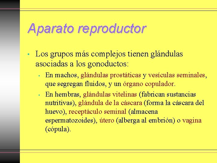 Aparato reproductor • Los grupos más complejos tienen glándulas asociadas a los gonoductos: • Aparato reproductor • Los grupos más complejos tienen glándulas asociadas a los gonoductos: •