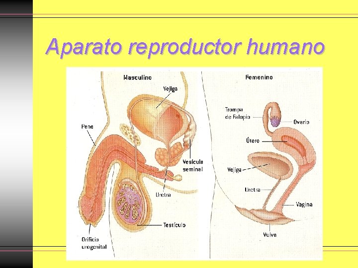Aparato reproductor humano Aparato reproductor humano