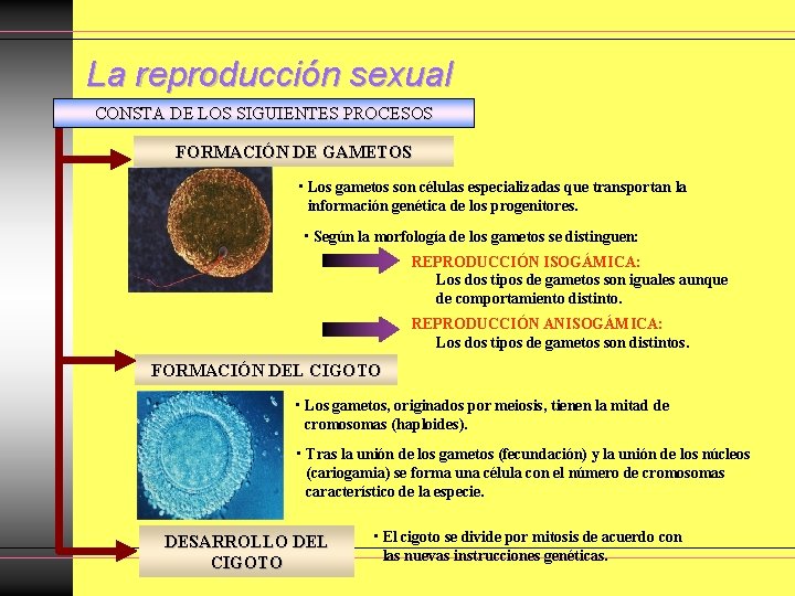 La reproducción sexual CONSTA DE LOS SIGUIENTES PROCESOS FORMACIÓN DE GAMETOS • Los gametos La reproducción sexual CONSTA DE LOS SIGUIENTES PROCESOS FORMACIÓN DE GAMETOS • Los gametos