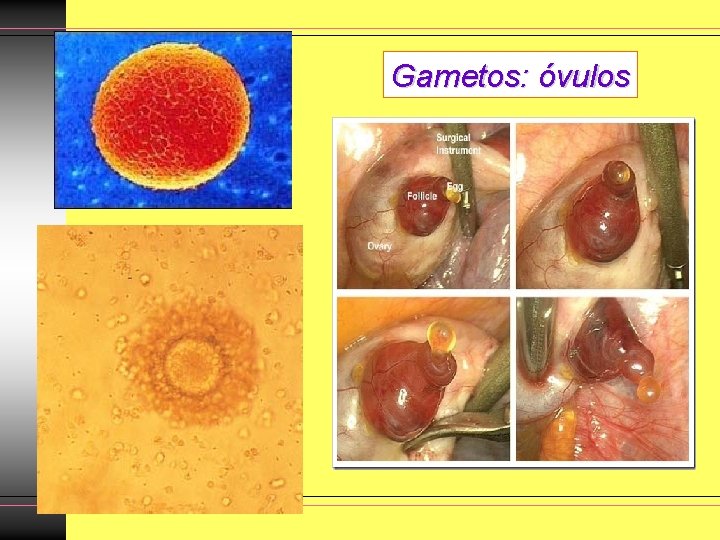 Gametos: óvulos Gametos: óvulos