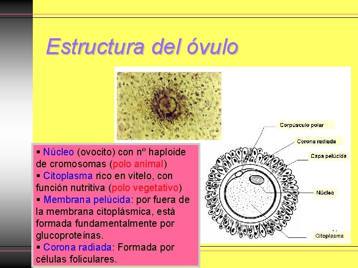 Estructura del óvulo Núcleo (ovocito) con nº haploide de cromosomas (polo animal) Citoplasma rico Estructura del óvulo Núcleo (ovocito) con nº haploide de cromosomas (polo animal) Citoplasma rico