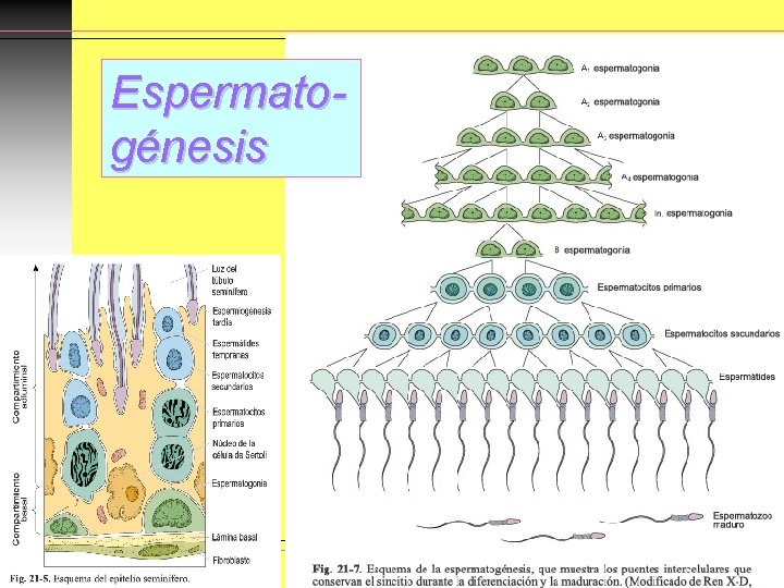 Espermatogénesis Espermatogénesis