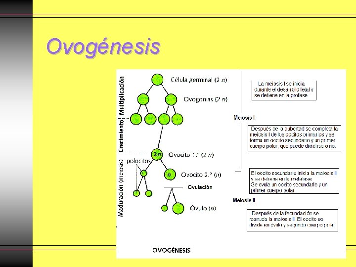 Ovogénesis Ovogénesis