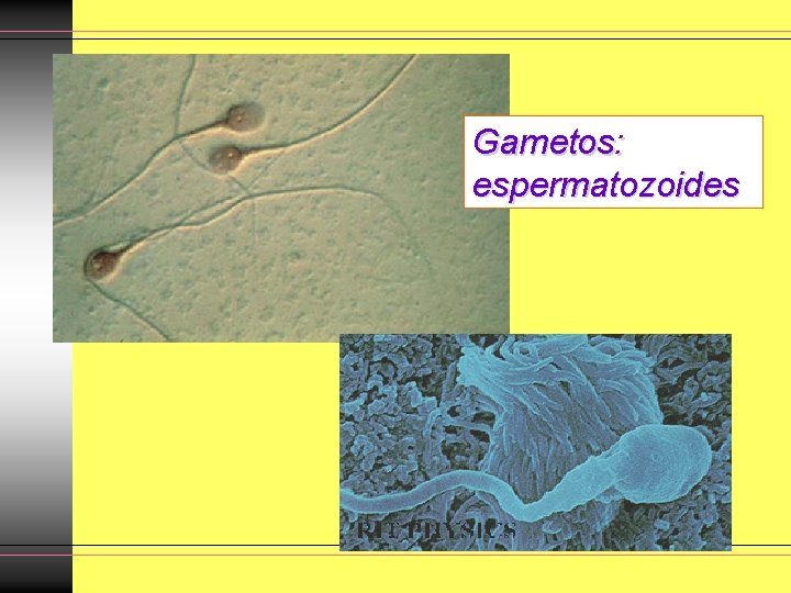 Gametos: espermatozoides Gametos: espermatozoides