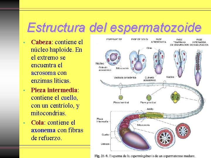 Estructura del espermatozoide • • • Cabeza: contiene el Cabeza núcleo haploide. En el Estructura del espermatozoide • • • Cabeza: contiene el Cabeza núcleo haploide. En el