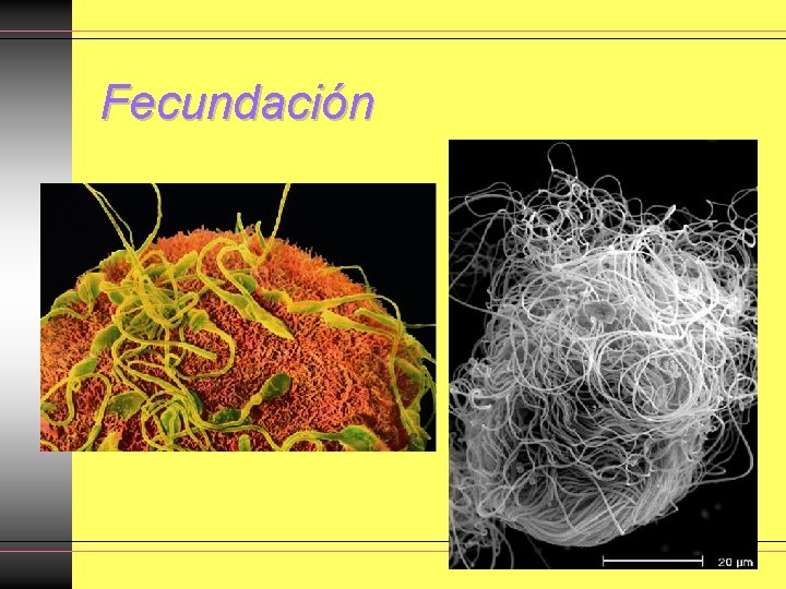Fecundación Fecundación