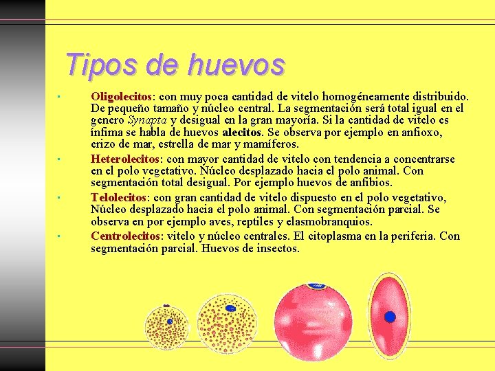 Tipos de huevos • • Oligolecitos: con muy poca cantidad de vitelo homogéneamente distribuido. Tipos de huevos • • Oligolecitos: con muy poca cantidad de vitelo homogéneamente distribuido.