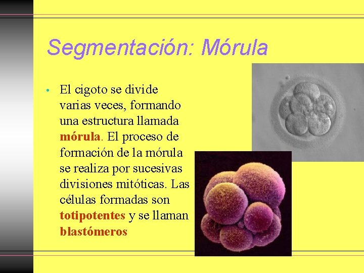 Segmentación: Mórula • El cigoto se divide varias veces, formando una estructura llamada mórula. Segmentación: Mórula • El cigoto se divide varias veces, formando una estructura llamada mórula.