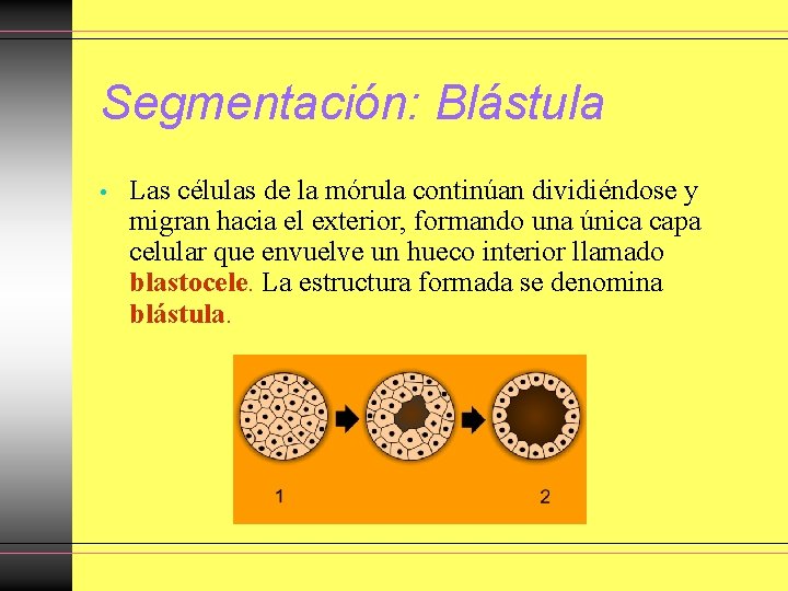 Segmentación: Blástula • Las células de la mórula continúan dividiéndose y migran hacia el Segmentación: Blástula • Las células de la mórula continúan dividiéndose y migran hacia el