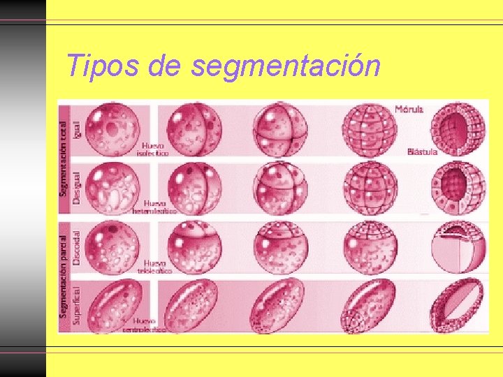 Tipos de segmentación Tipos de segmentación