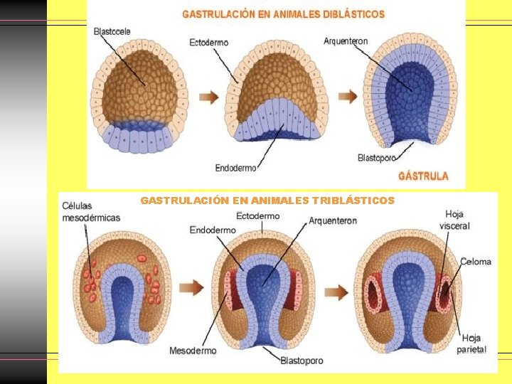 GASTRULACIÓN EN ANIMALES TRIBLÁSTICOS GASTRULACIÓN EN ANIMALES TRIBLÁSTICOS