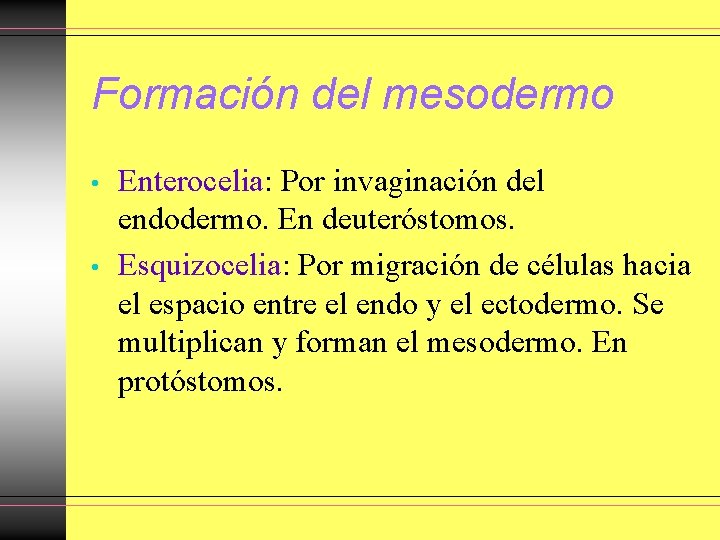 Formación del mesodermo • • Enterocelia: Por invaginación del endodermo. En deuteróstomos. Esquizocelia: Por Formación del mesodermo • • Enterocelia: Por invaginación del endodermo. En deuteróstomos. Esquizocelia: Por