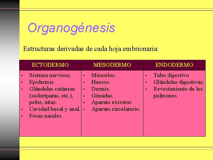 Organogénesis Estructuras derivadas de cada hoja embrionaria: ECTODERMO • • • Sistema nervioso. Epidermis. Organogénesis Estructuras derivadas de cada hoja embrionaria: ECTODERMO • • • Sistema nervioso. Epidermis.