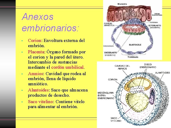 Anexos embrionarios: • • • Corion: Envoltura externa del embrión. Placenta: Órgano formado por Anexos embrionarios: • • • Corion: Envoltura externa del embrión. Placenta: Órgano formado por
