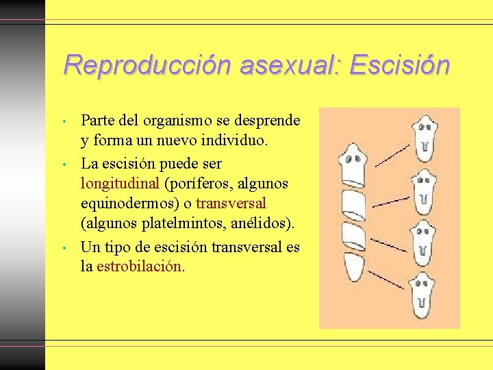 Reproducción asexual: Escisión • • • Parte del organismo se desprende y forma un Reproducción asexual: Escisión • • • Parte del organismo se desprende y forma un