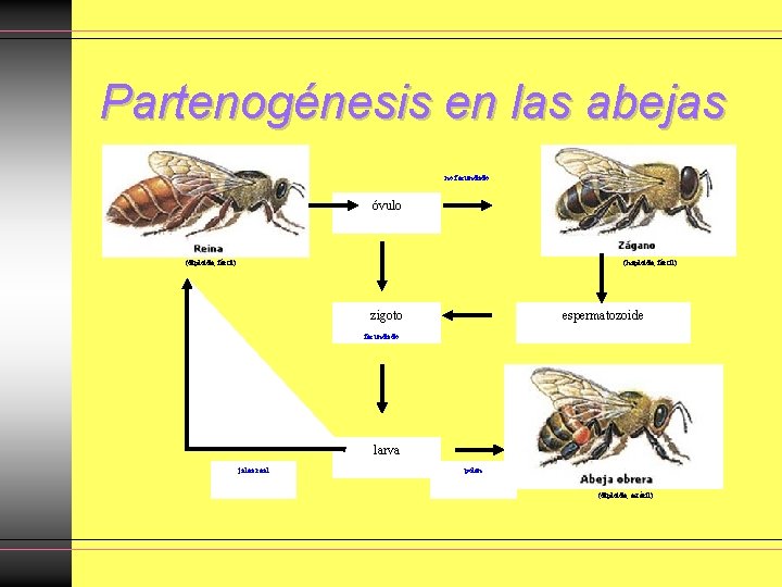 Partenogénesis en las abejas no fecundado REINA ZÁNGANO óvulo (diploide, fértil) (haploide, fértil) zigoto Partenogénesis en las abejas no fecundado REINA ZÁNGANO óvulo (diploide, fértil) (haploide, fértil) zigoto