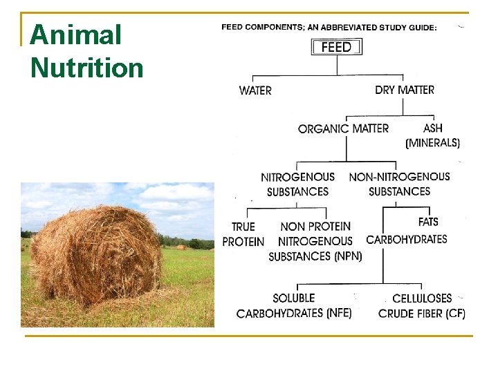 Animal Nutrition 