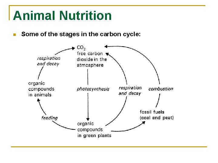 Animal Nutrition n Some of the stages in the carbon cycle: 