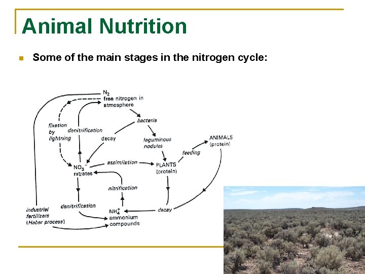 Animal Nutrition n Some of the main stages in the nitrogen cycle: 