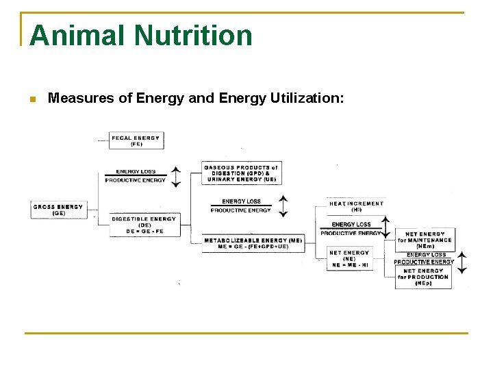 Nutrients Prepared for ADVS 1110 Introduction to Animal