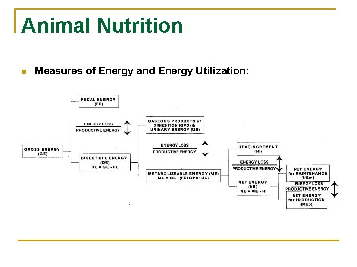 Animal Nutrition n Measures of Energy and Energy Utilization: 