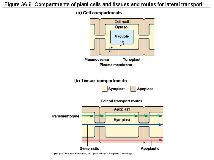 Figure 36. 6 Compartments of plant cells and tissues and routes for lateral transport
