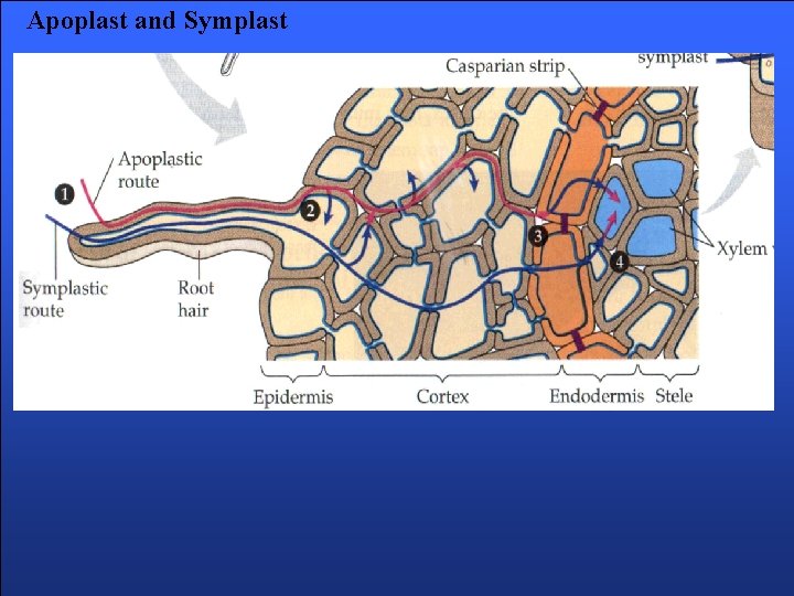 Apoplast and Symplast 