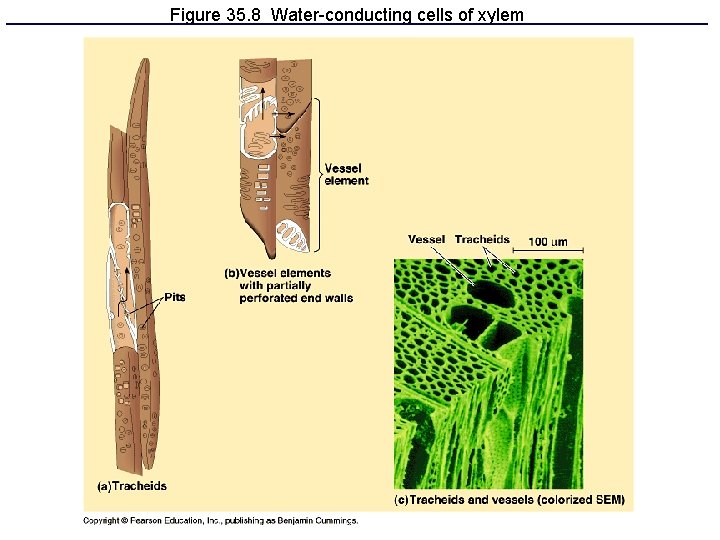 Figure 35. 8 Water-conducting cells of xylem 