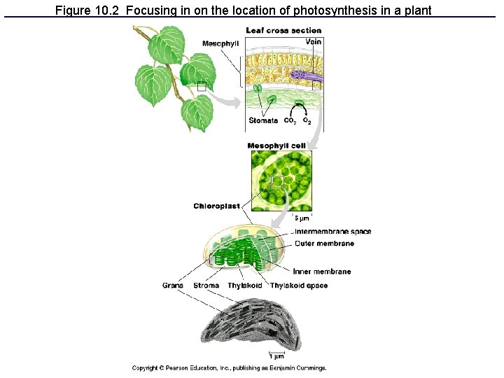 Figure 10. 2 Focusing in on the location of photosynthesis in a plant 